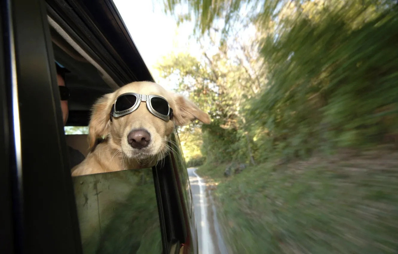 Фото обои dog, train, railway, funny, wind, human, ears, spectacles