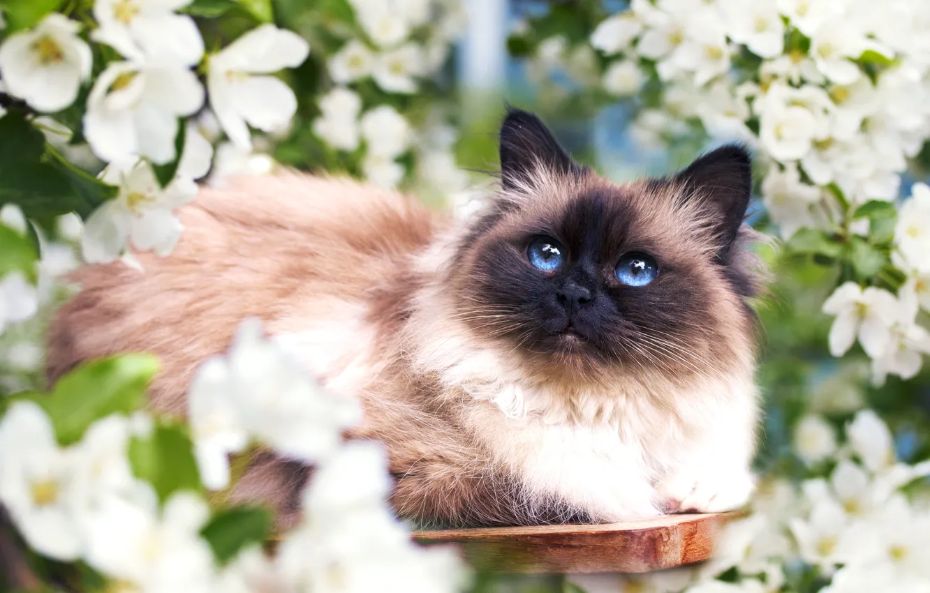Фото обои кошка, цветы, весна, мордочка, пушистая