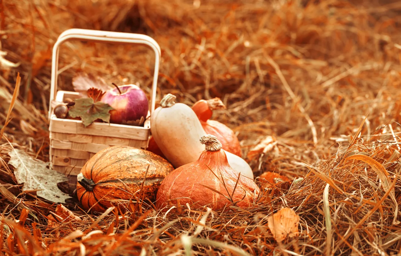 Фото обои осень, корзина, яблоки, сено, тыква, натюрморт