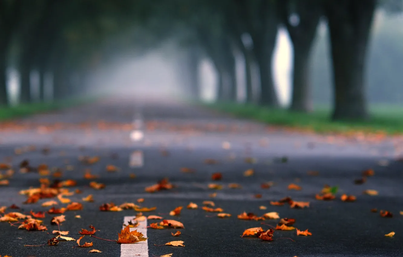 Фото обои дорога, осень, асфальт, природа, разметка, листва, аллея