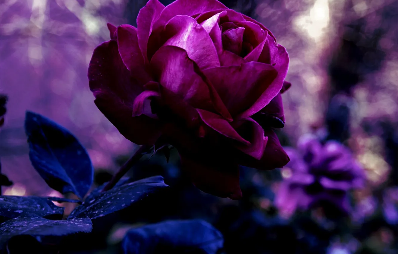 Фото обои цветок, фиолетовый, листья, макро, природа, роза, цвет, лепестки