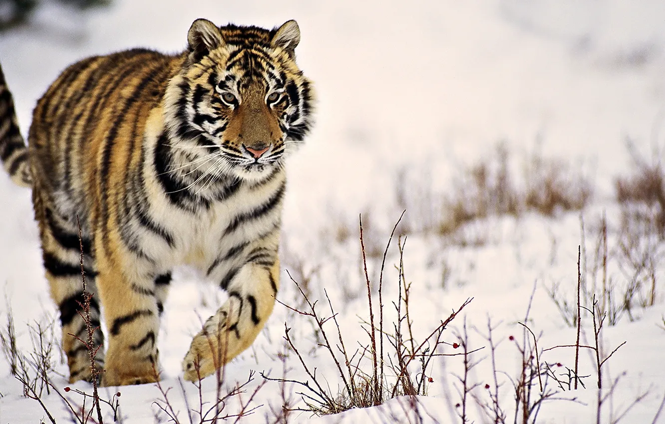 Фото обои зима, снег, тигр, полосатый, идёт