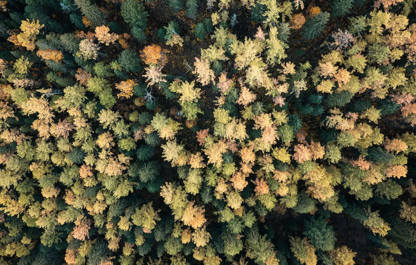 Фото обои colors, forest, treetops