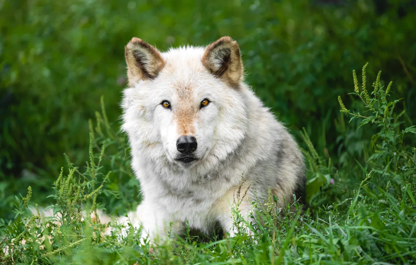Фото обои зелень, белый, трава, взгляд, морда, волк, портрет, лежит