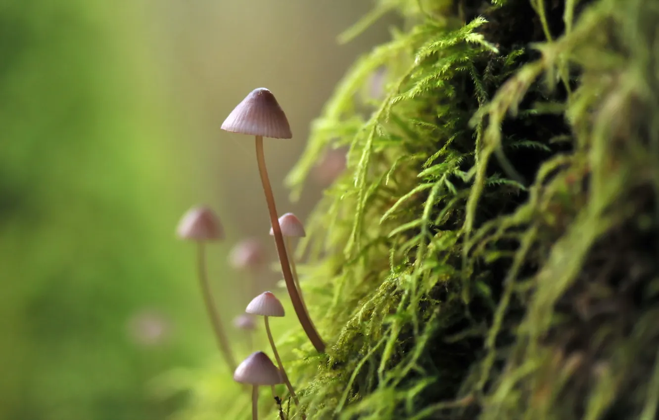 Фото обои макро, природа, грибы, мох