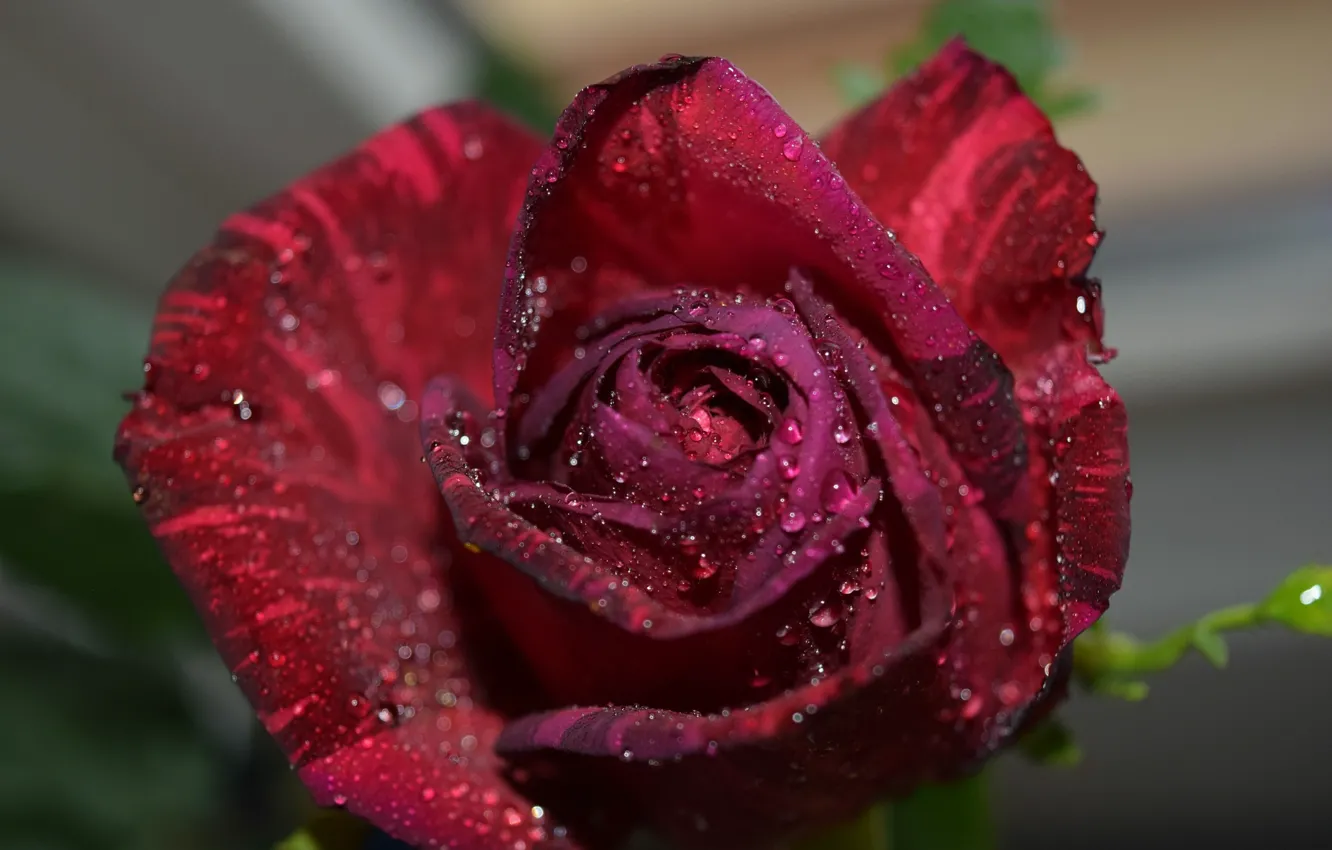 Фото обои капли, роза, Бордовая