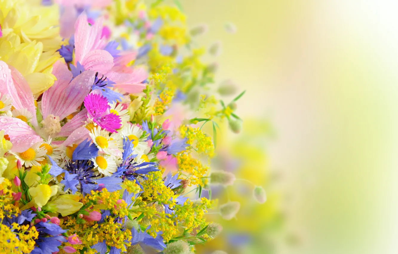 Фото обои лето, цветы, букет, daisies, drops, petals