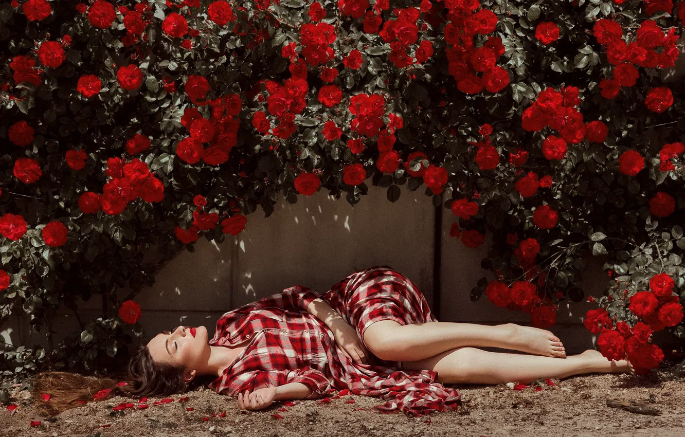 Фото обои девушка, цветы, стена, лежит