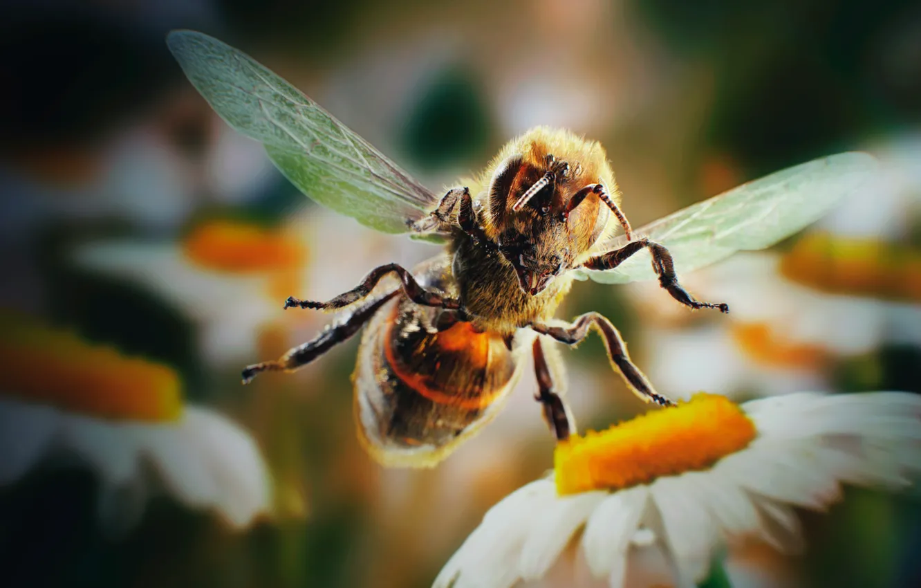 Фото обои Пчела, Ромашка, Графика