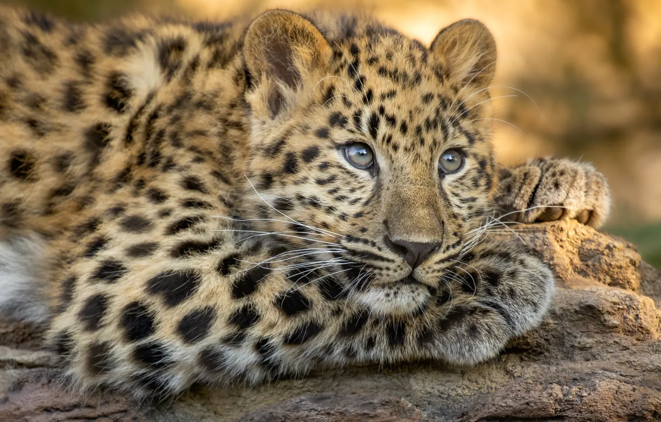 Фото обои взгляд, морда, леопард, дикая кошка