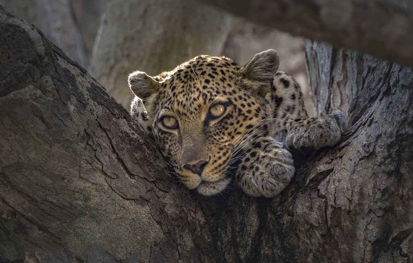 Фото обои взгляд, морда, портрет, леопард