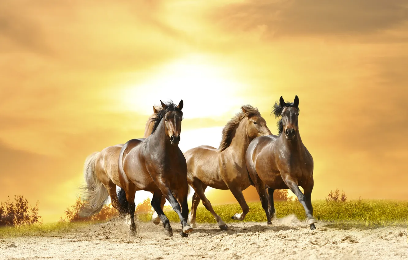 Фото обои закат, лошади, галоп