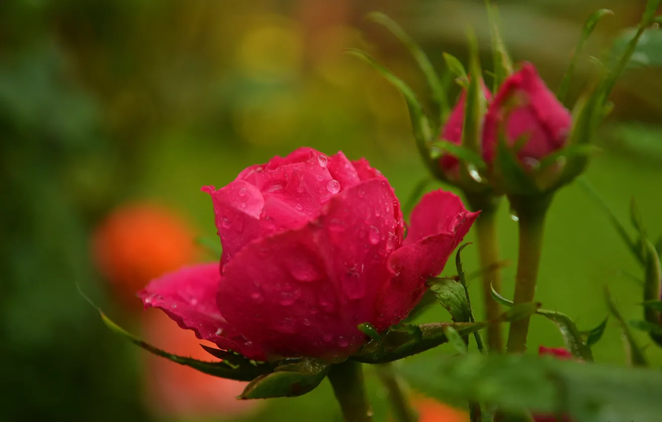 Фото обои Капли, Бутон, Red rose, Drops, Красная роза