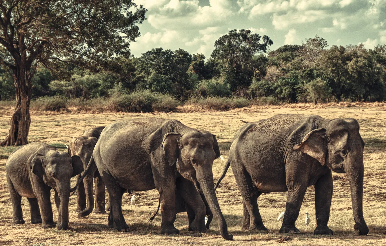 Фото обои слоны, семейство, Шри-Ланка, национальный парк Миннерия