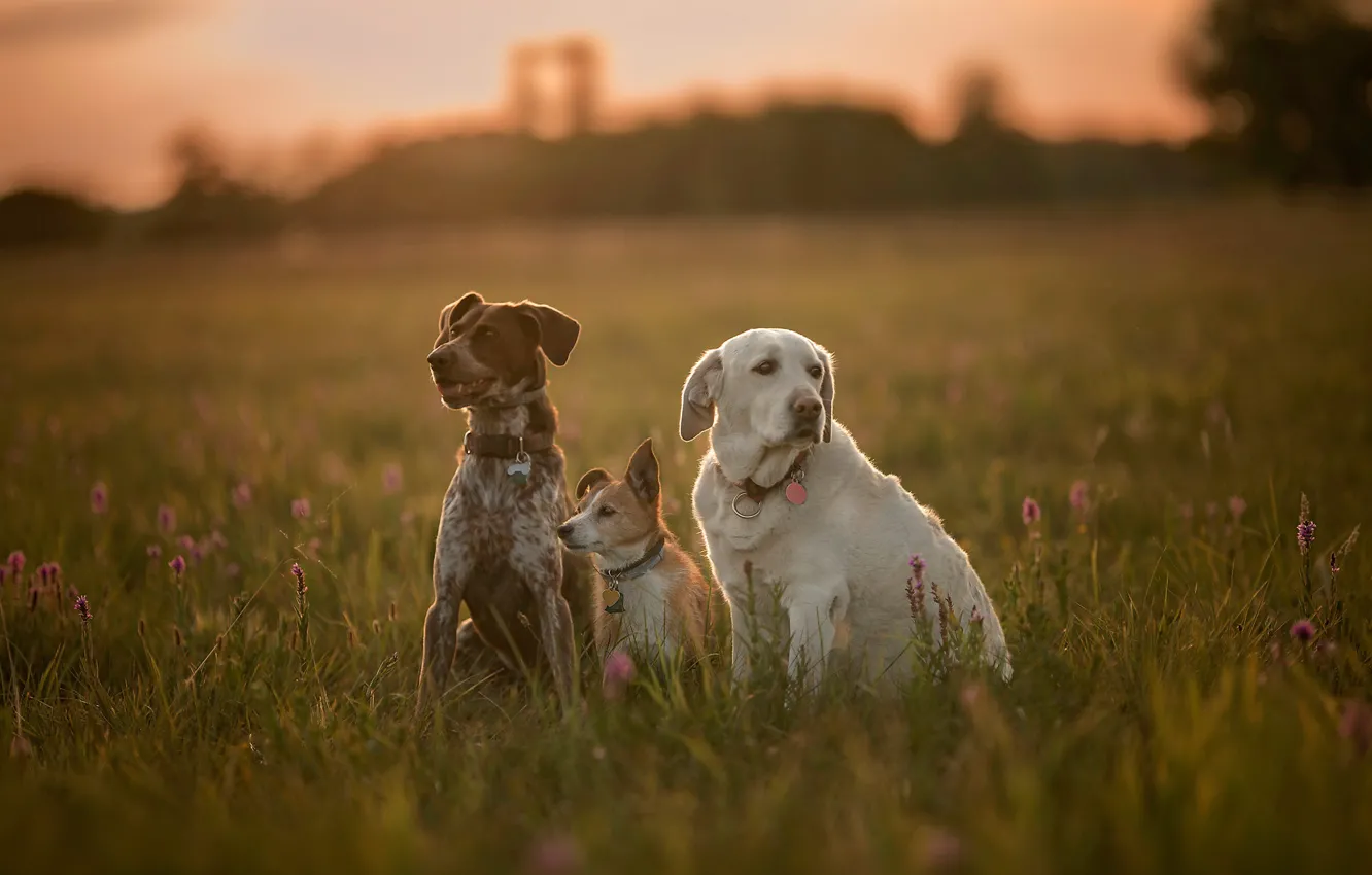 Фото обои собаки, трава, луг, трио, друзья, троица