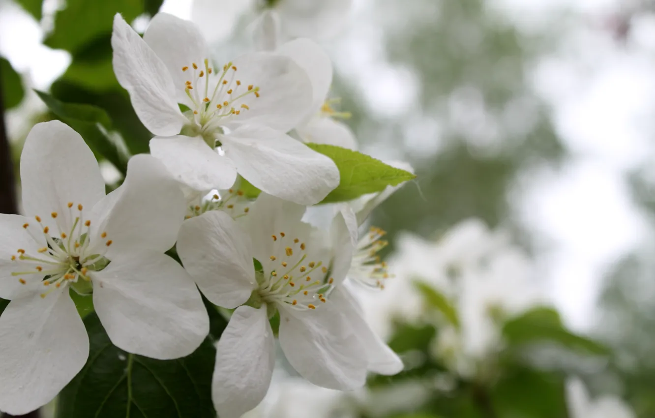 Фото обои белый, цветы, весна, май, яблоня