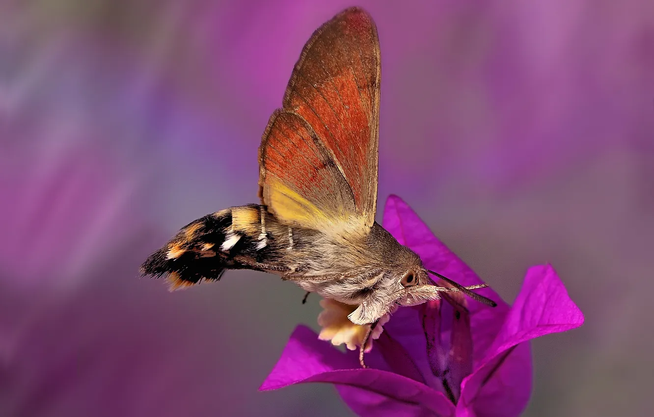 Фото обои цветок, бабочка, Macroglossum stellatarum, языкан обыкновенный