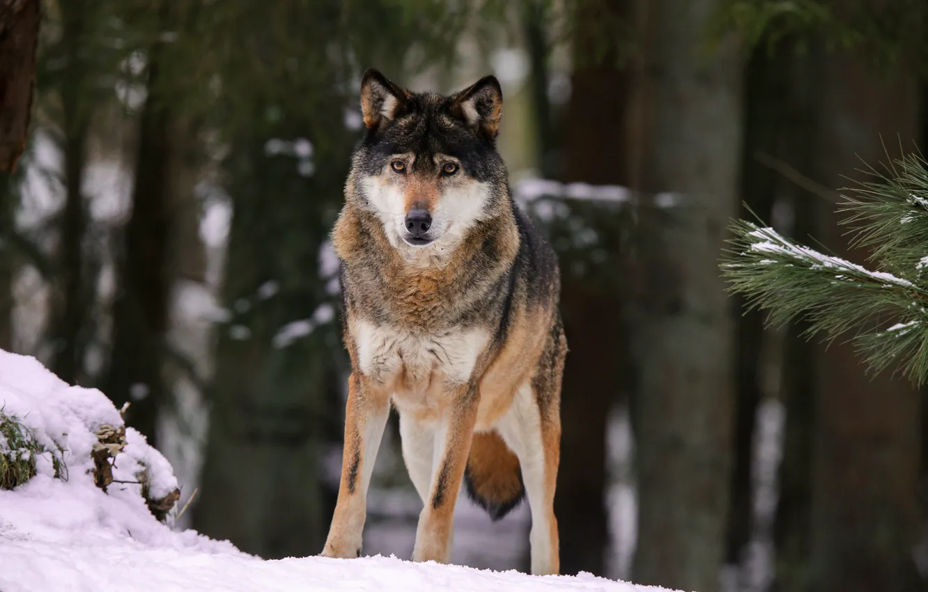 Фото обои лес, снег, природа, волк, by Quiet-bliss