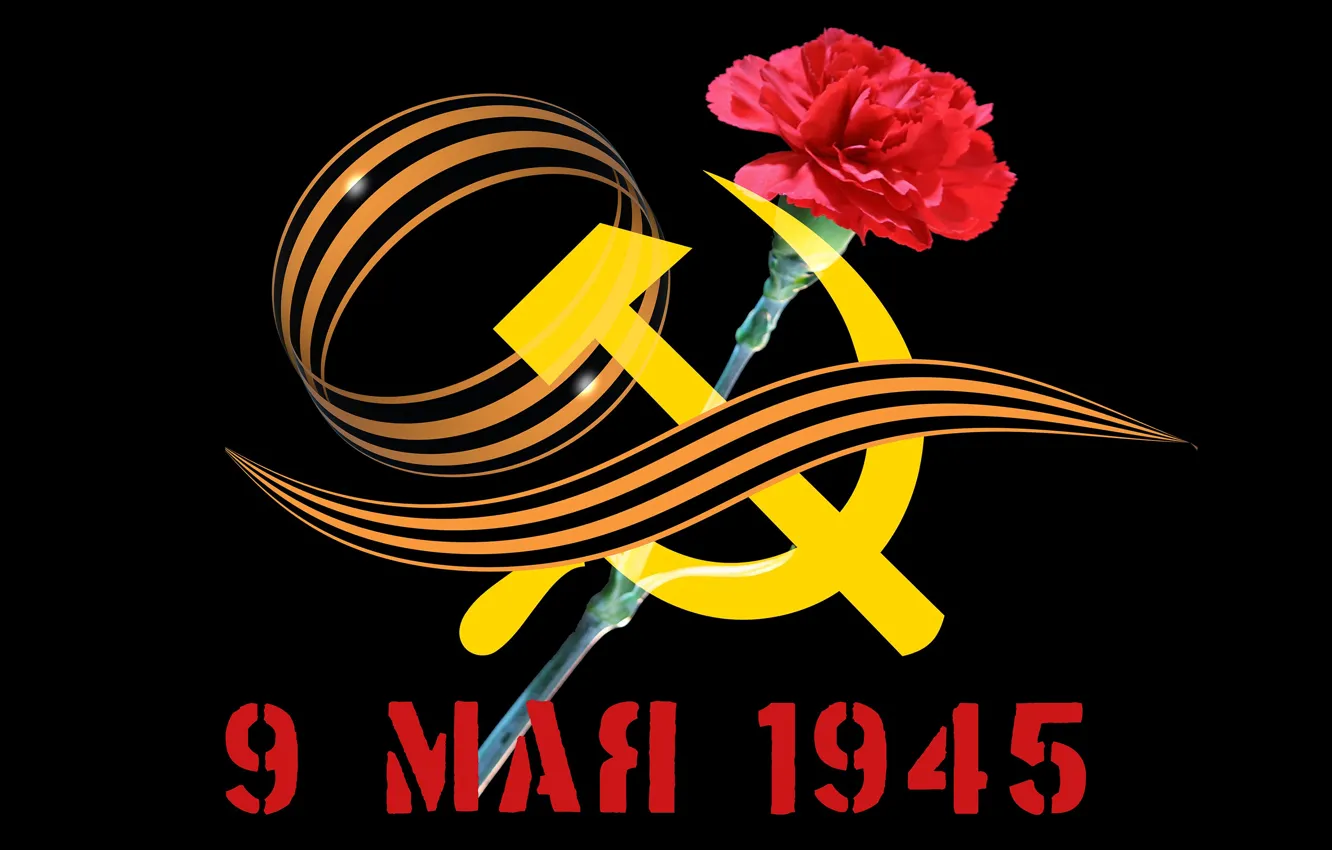 Фото обои цветок, георгиевская лента, 9 мая, гвоздика, День Победы