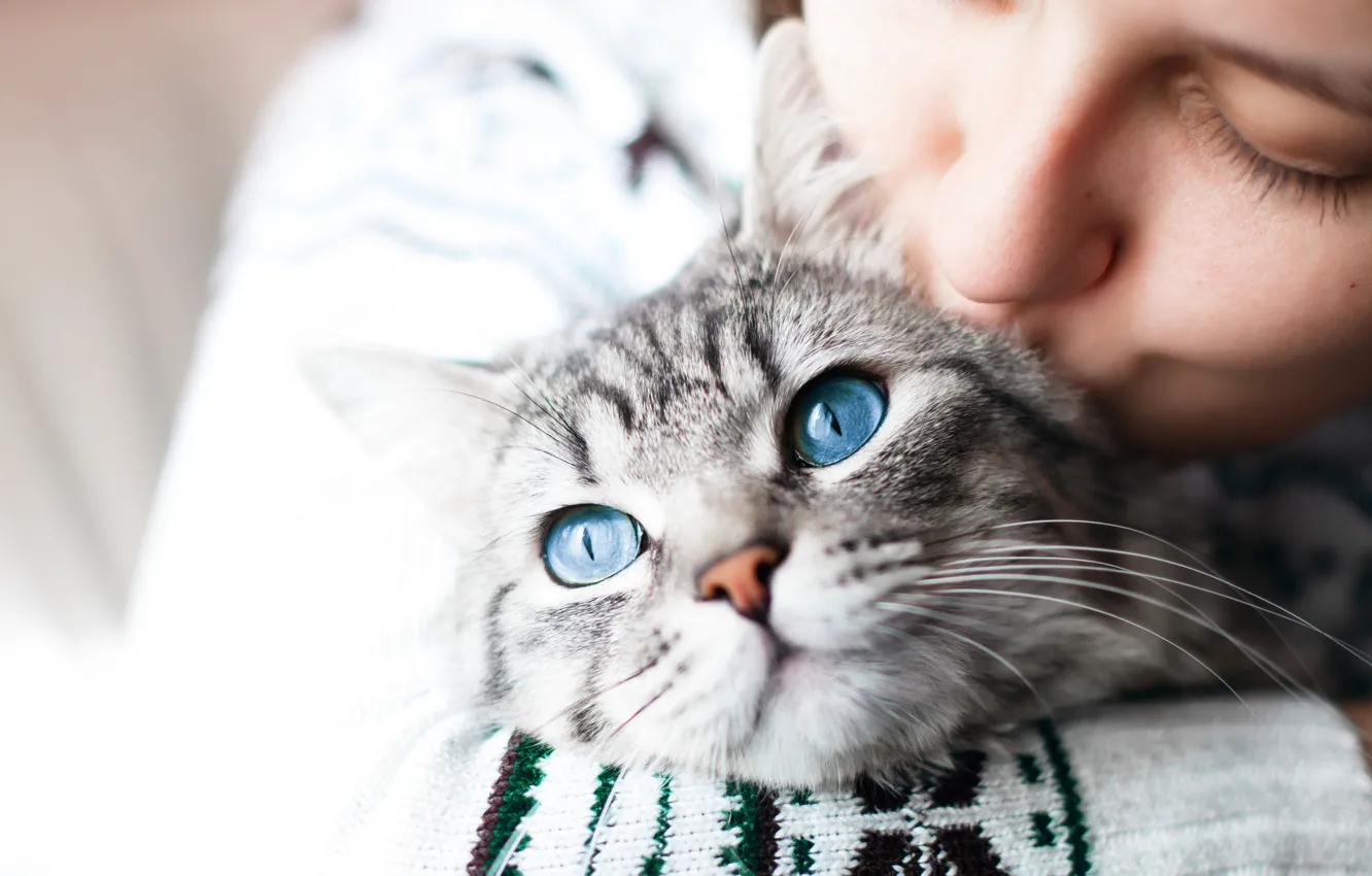 Фото обои кошка, кот, взгляд, девушка, любовь, портрет, поцелуй, голубые глаза