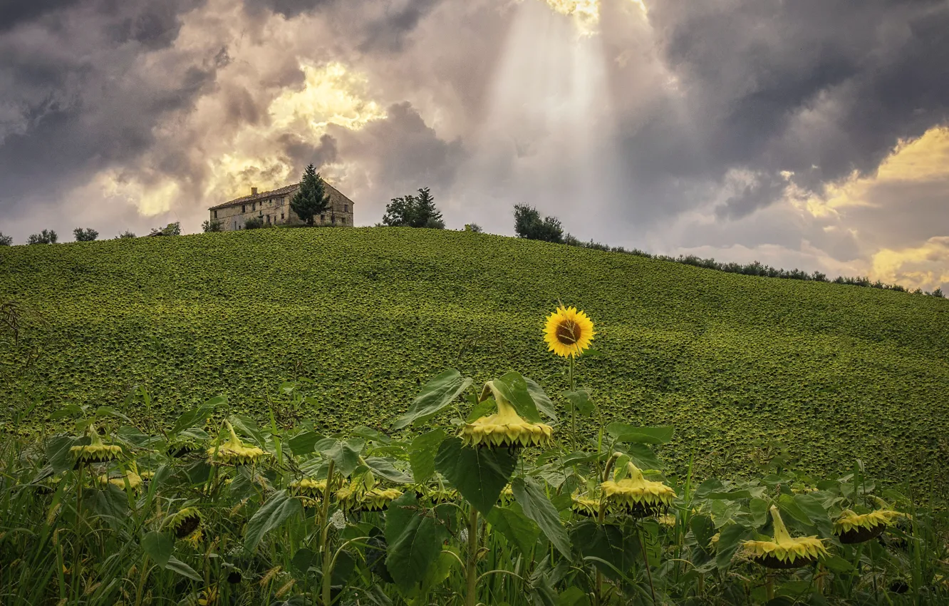 Фото обои поле, небо, подсолнухи, тучи, Италия