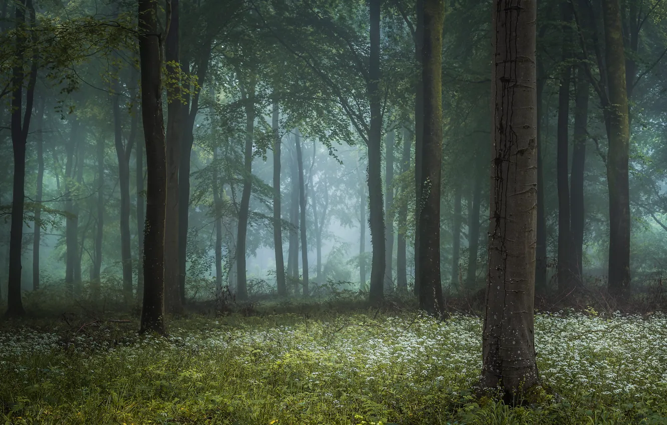 Фото обои лес, трава, туман, фото, дерево