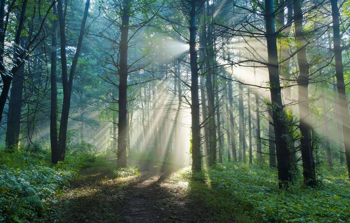 Фото обои лес, лето, солнце, лучи, свет, природа, тропа, утро