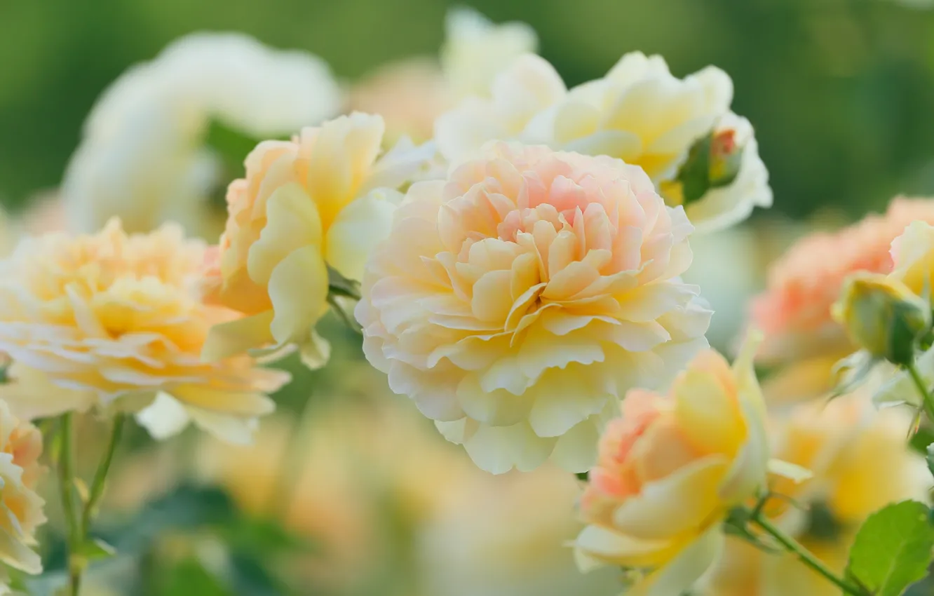 Фото обои розы, лепестки, жёлтые