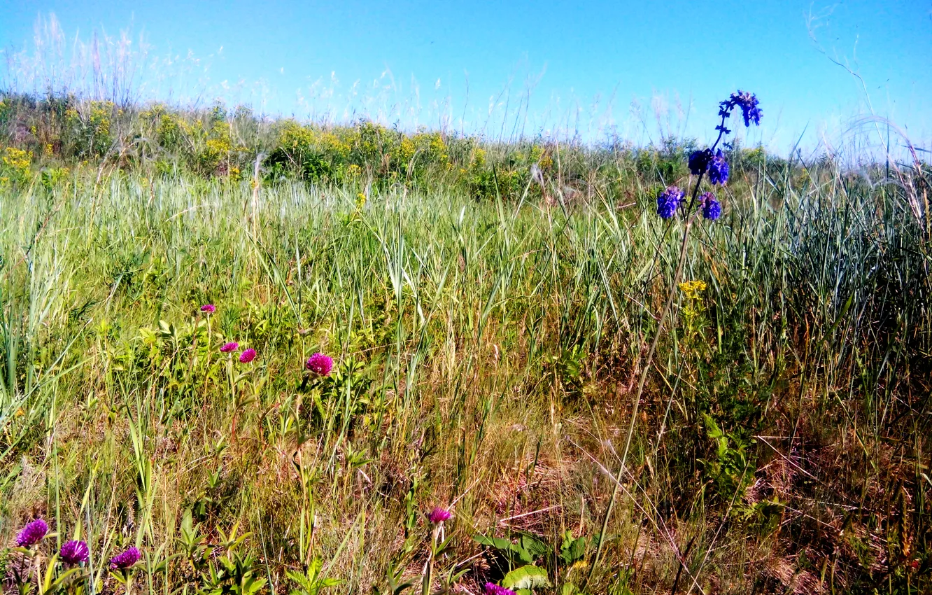 Фото обои поле, лето, луг, Шалфей, дикий чеснок