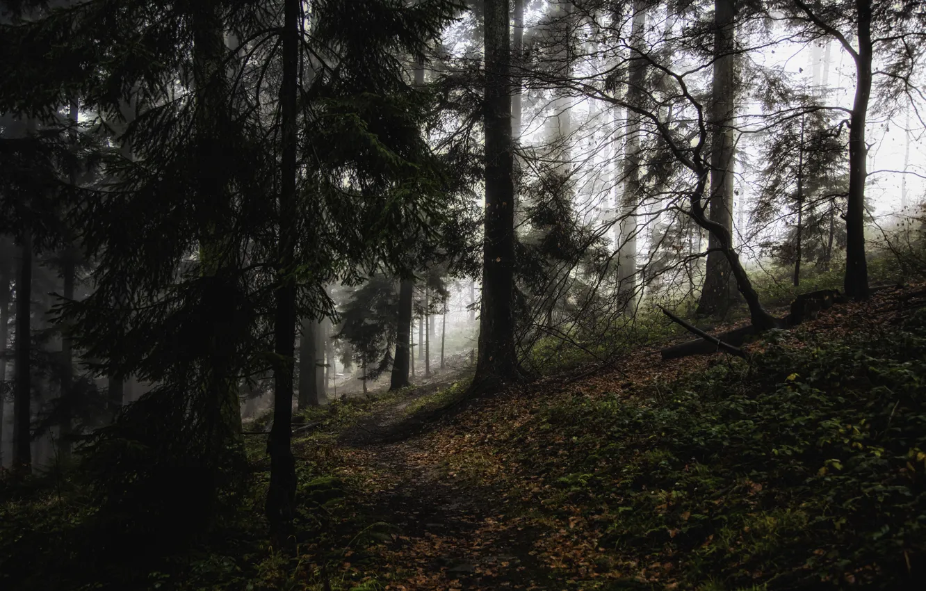 Фото обои лес, деревья, природа, туман, Германия, тропинка, Baden-Württemberg, Wilhelmsfeld