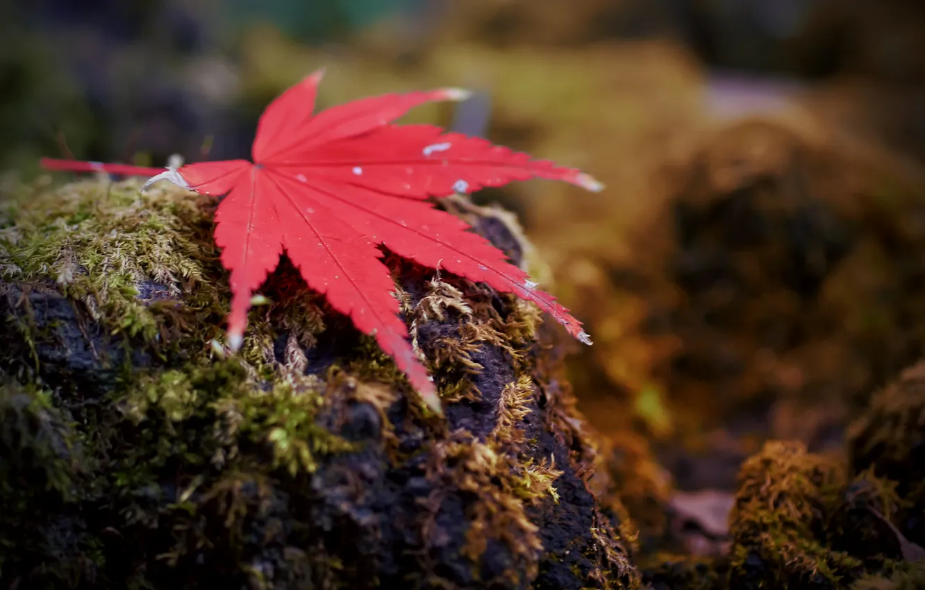 Фото обои осень, макро, лист, мох