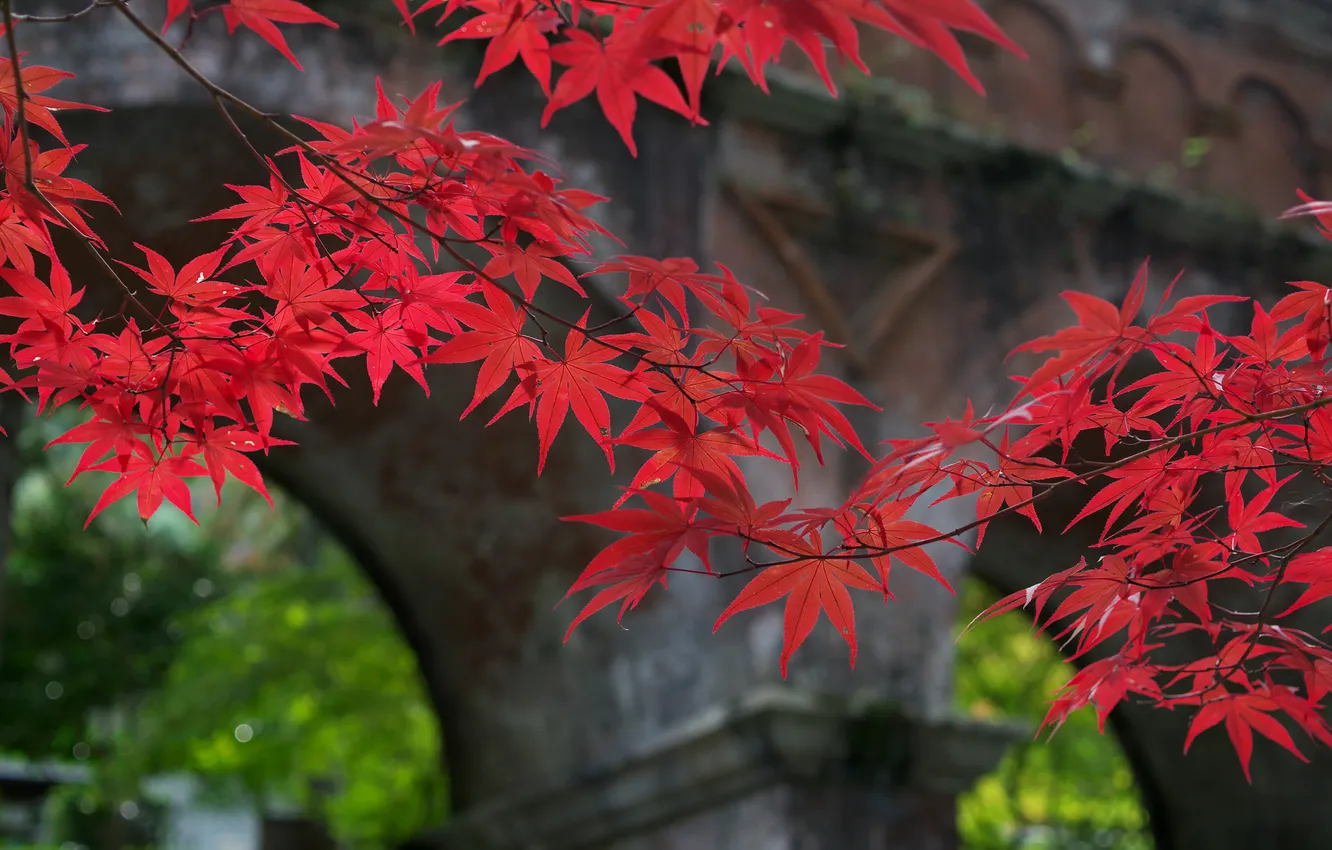 Фото обои осень, листья, мост, природа, ветка, арка