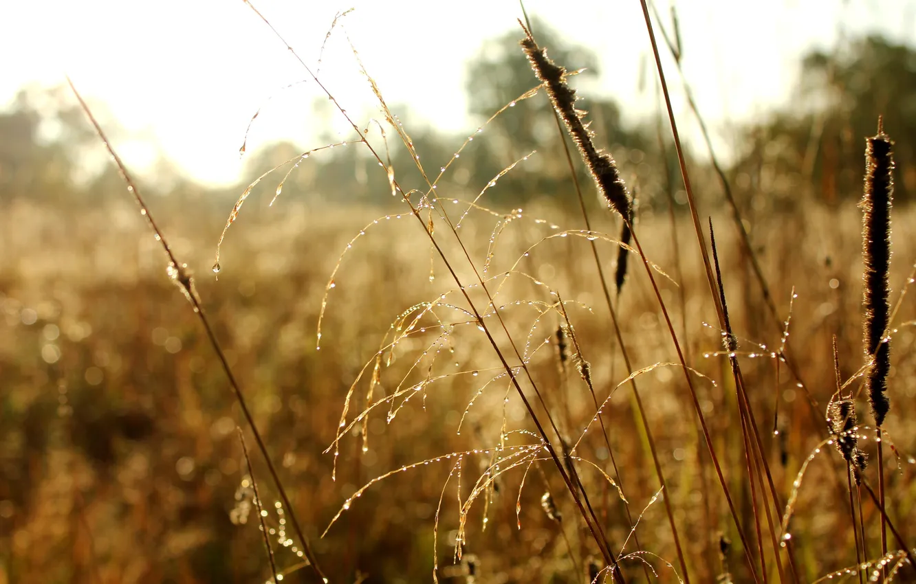Фото обои трава, роса, утро, Осень