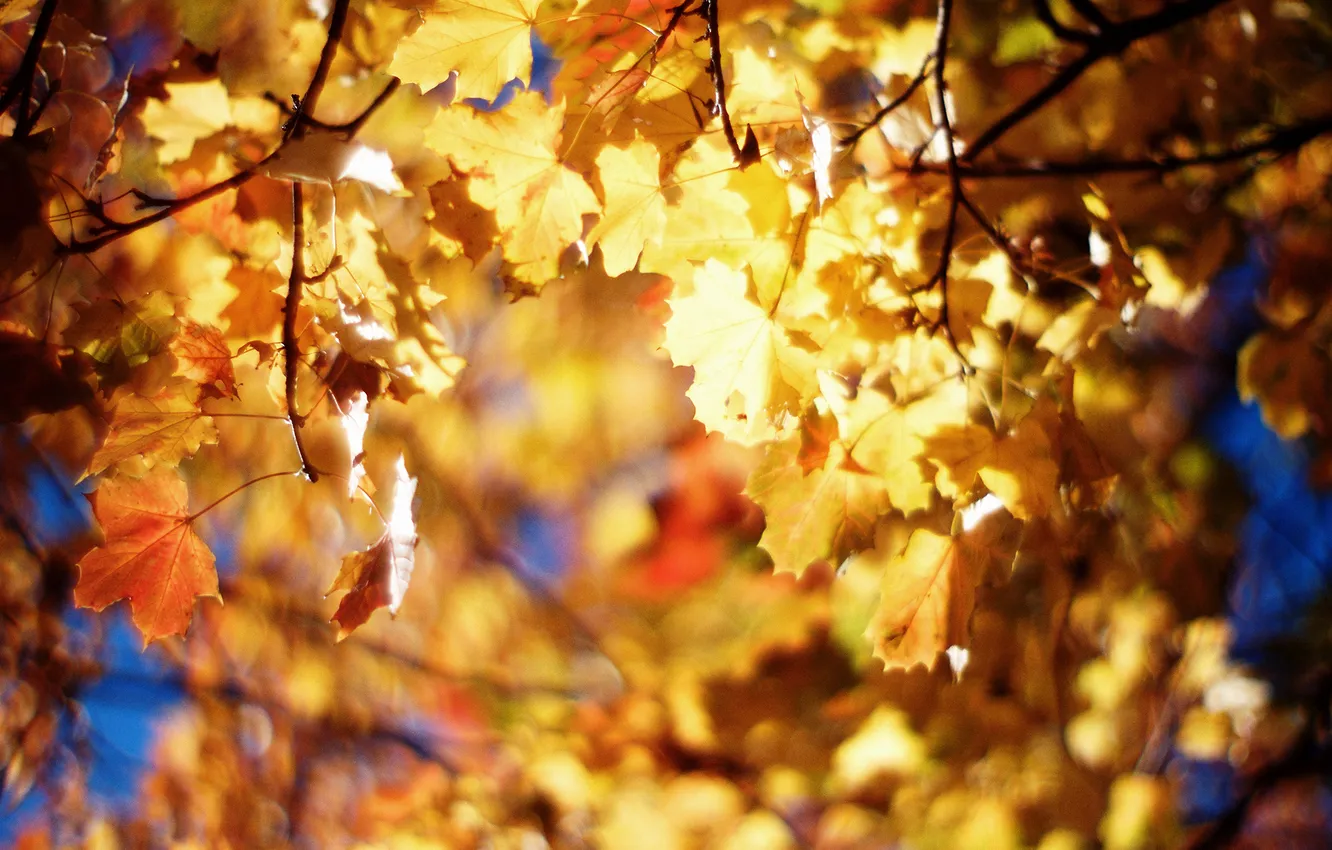 Фото обои осень, ветки, природа, блики, листва