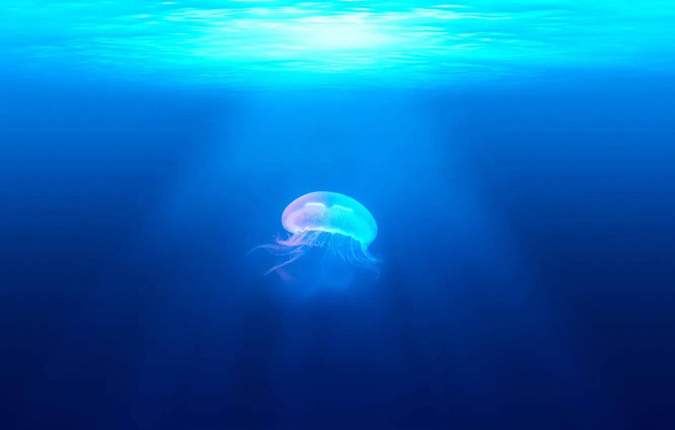 Фото обои ocean, water, marine, fish, creature, jellyfish, jelly