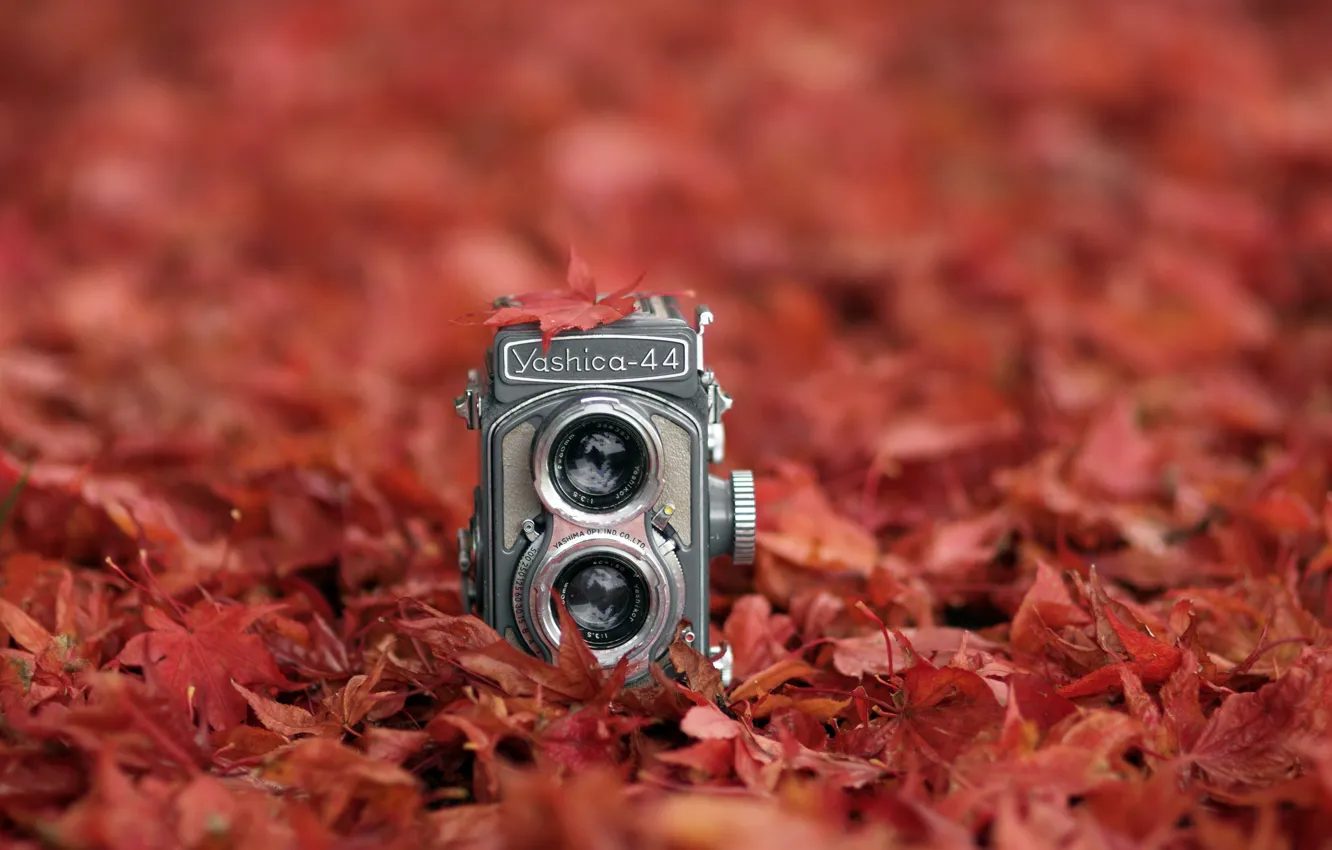 Фото обои осень, листья, камера