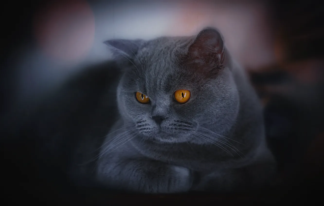 Фото обои кошка, кот, британский