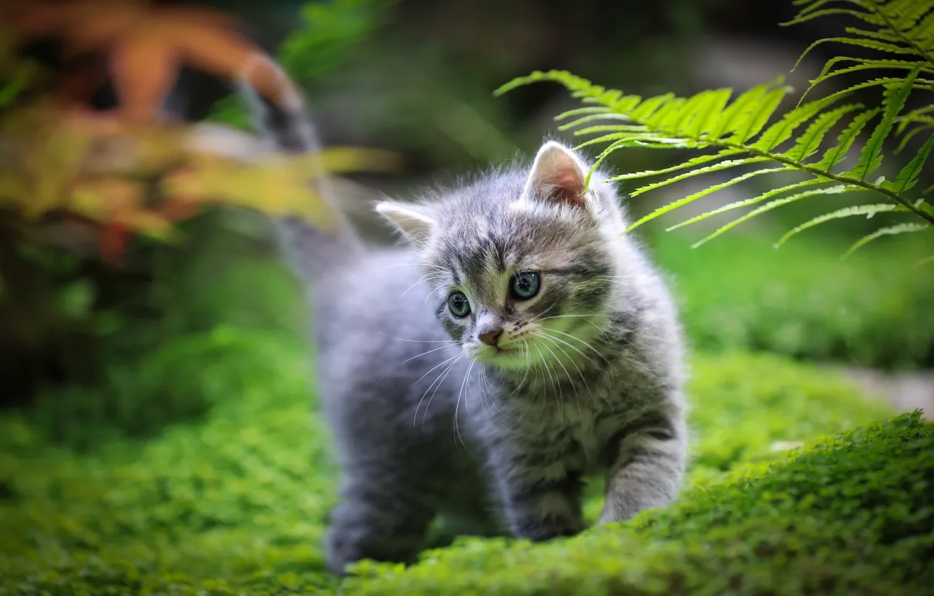 Фото обои глаза, малыш, котёнок