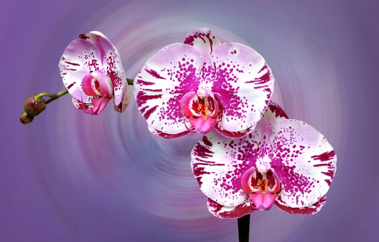 Фото обои природа, краски, блик, орхидея, соцветие