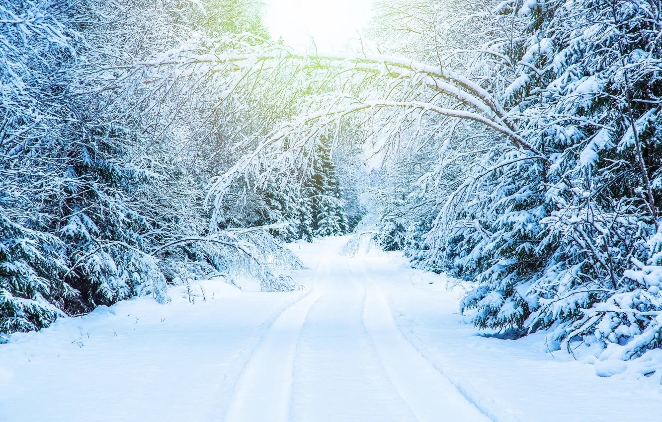 Фото обои зима, дорога, снег, деревья, ветки, колея, white, snow