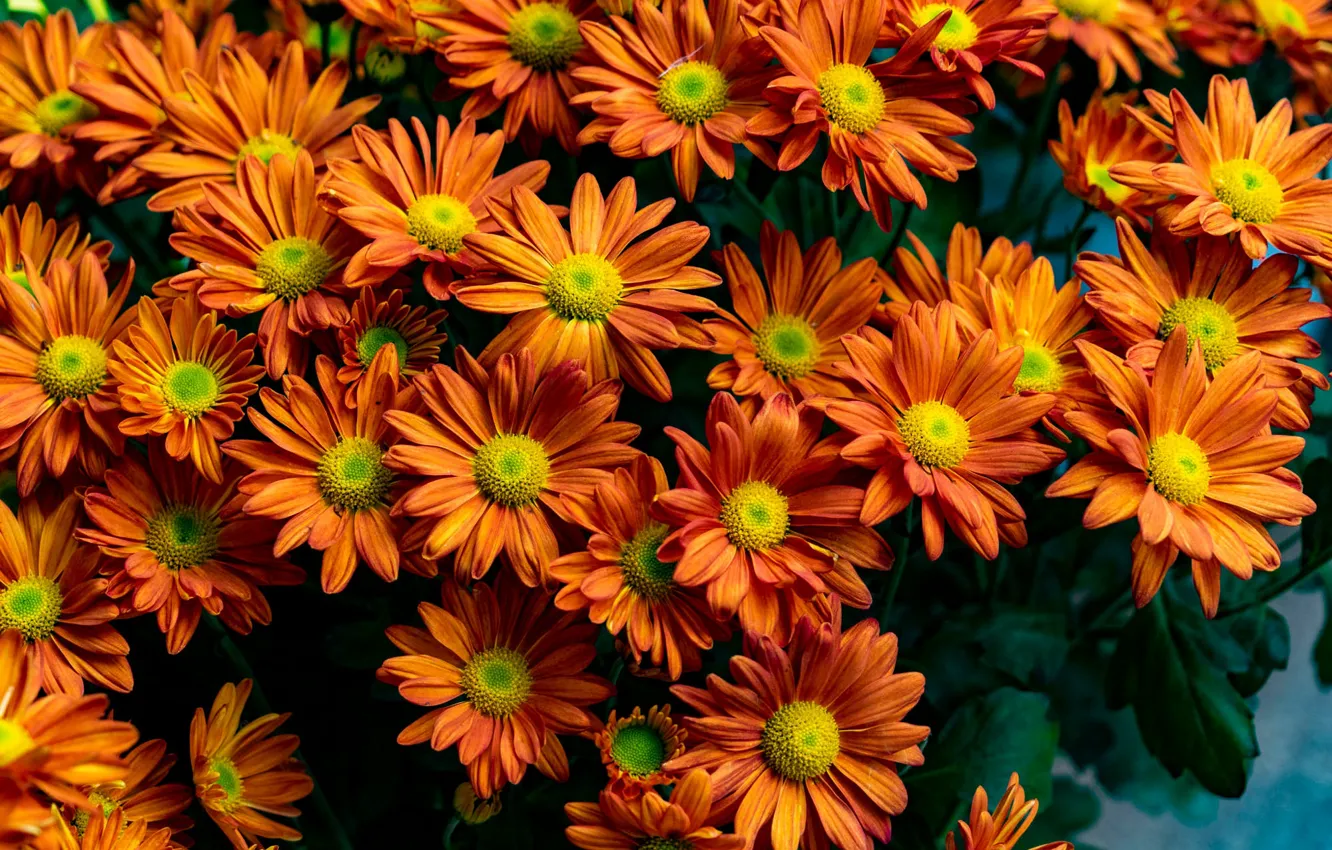 Фото обои цветы, букет, оранжевые, хризантемы