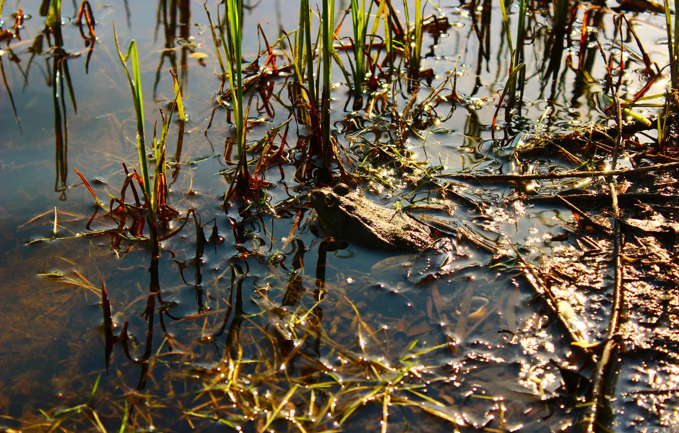Фото обои река, болото, жаба, трава.