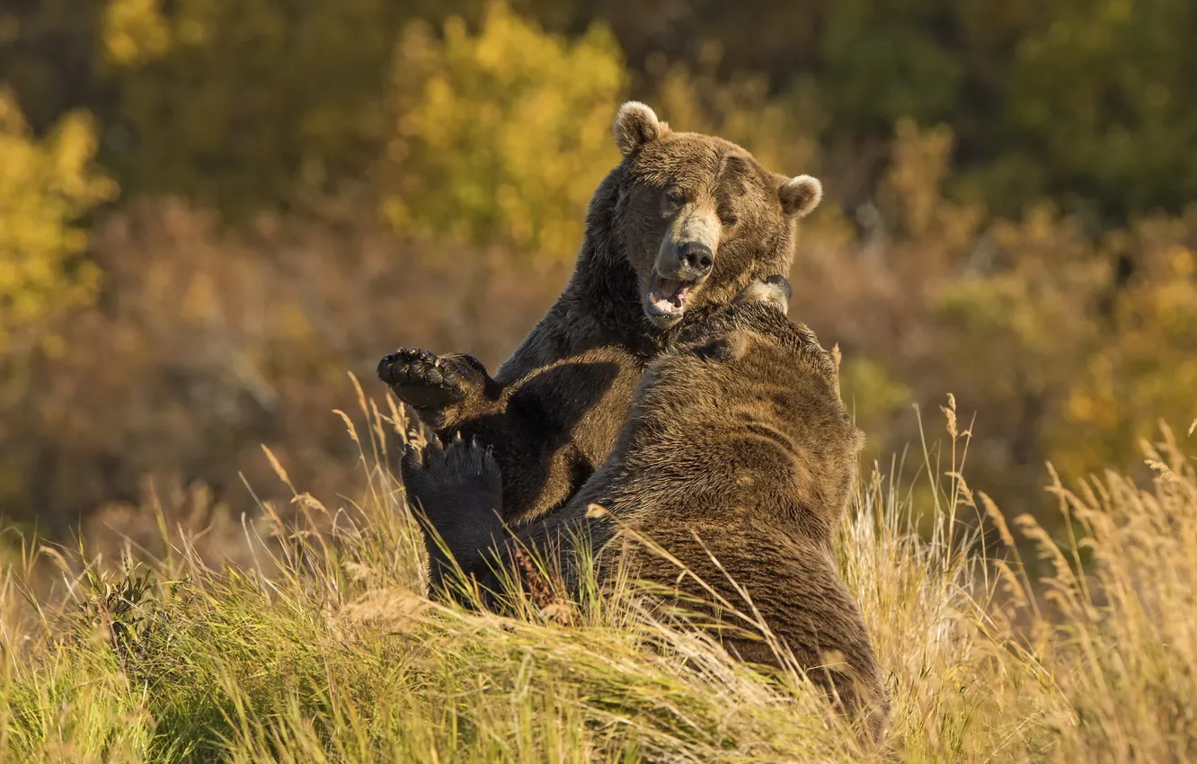 Фото обои осень, природа, медведи