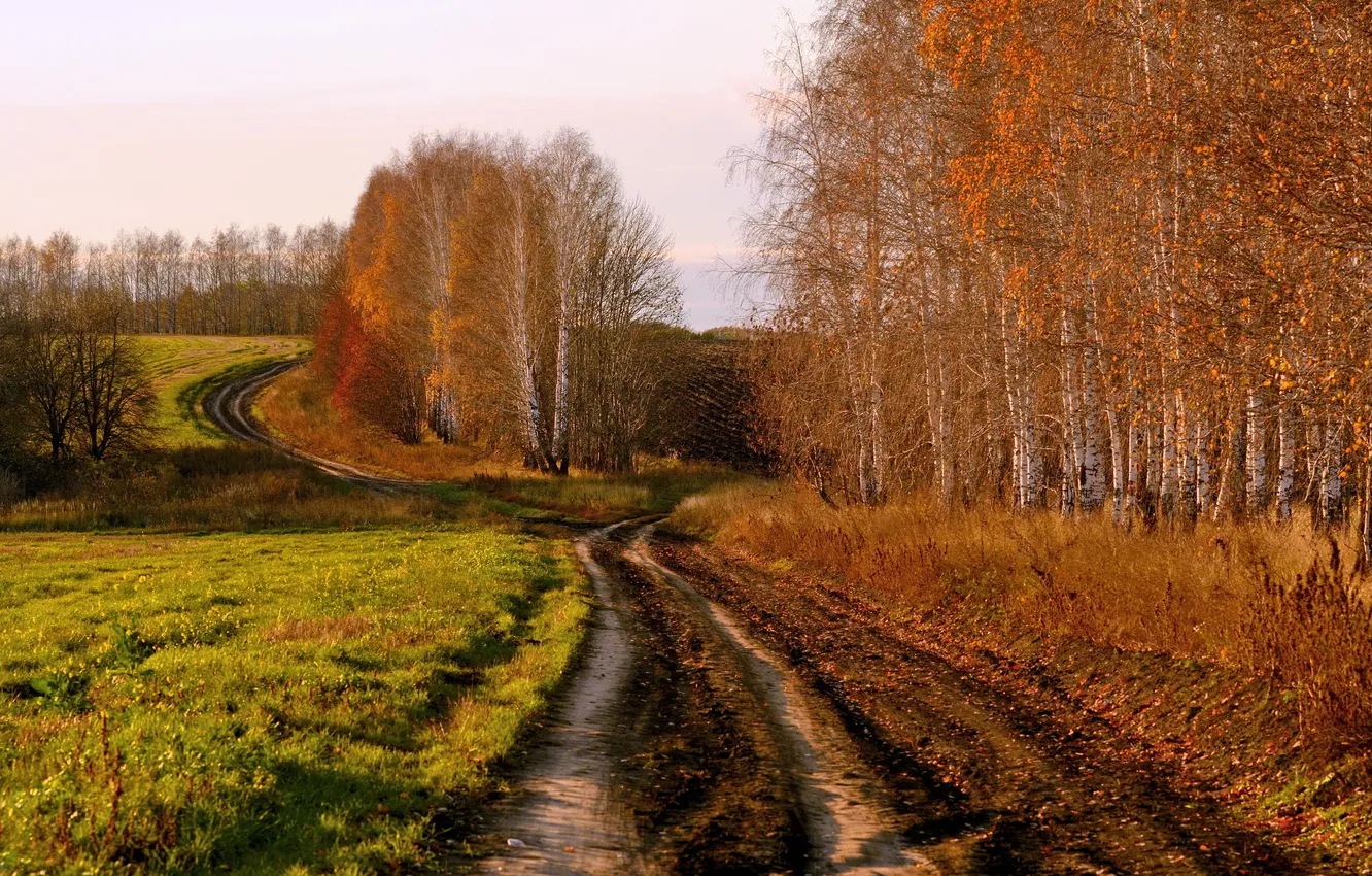 Фото обои дорога, поле, осень, берёзы