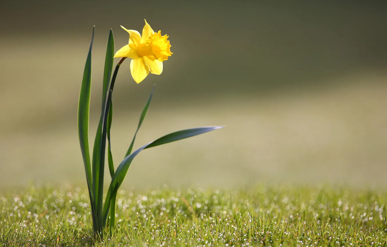Фото обои трава, цветы, природа, жёлтый