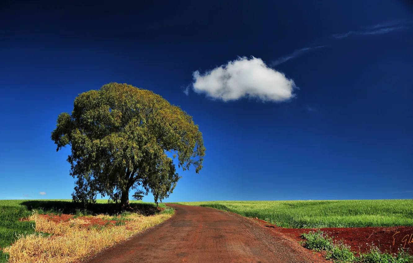 Фото обои дорога, поле, небо, трава, облака, дерево