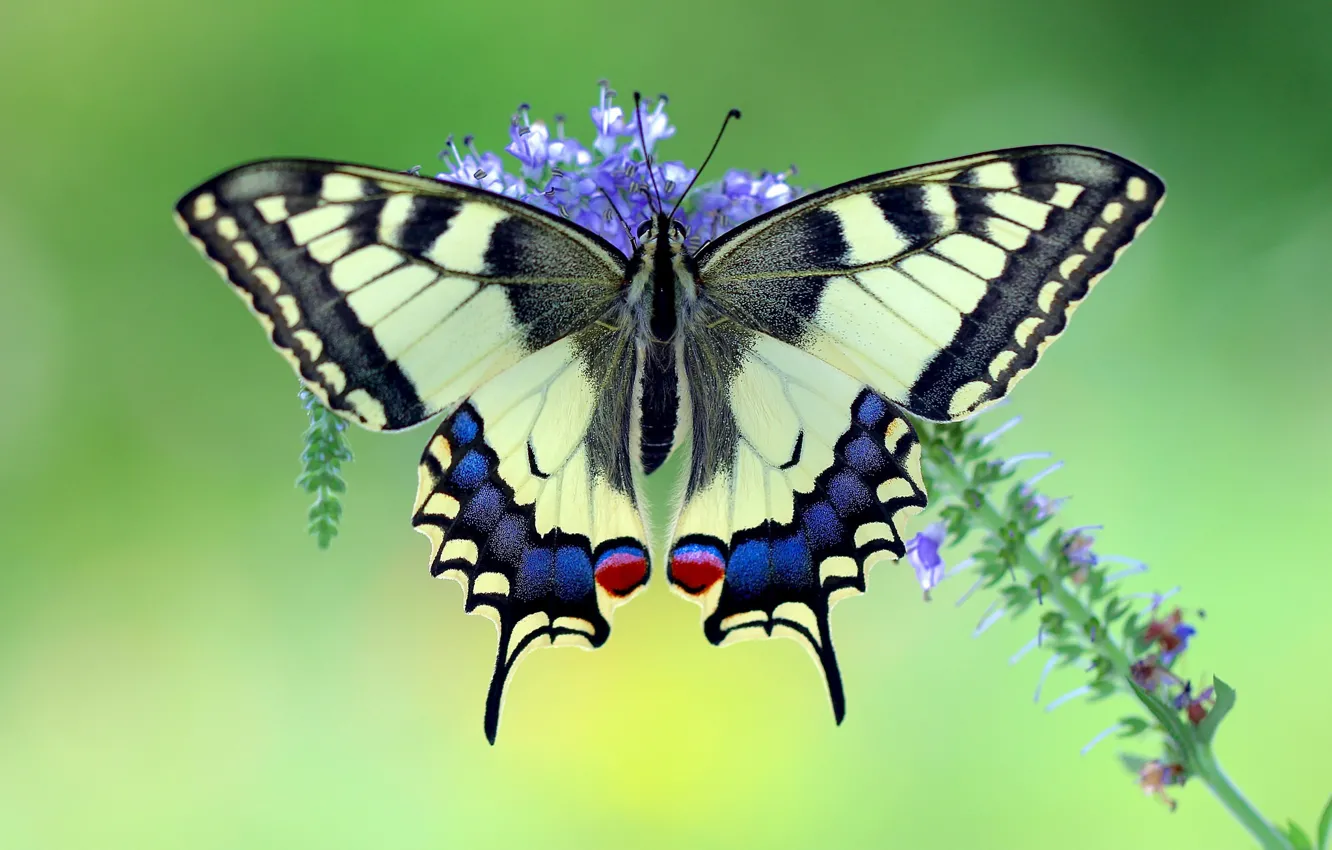 Фото обои фон, бабочка, крылья