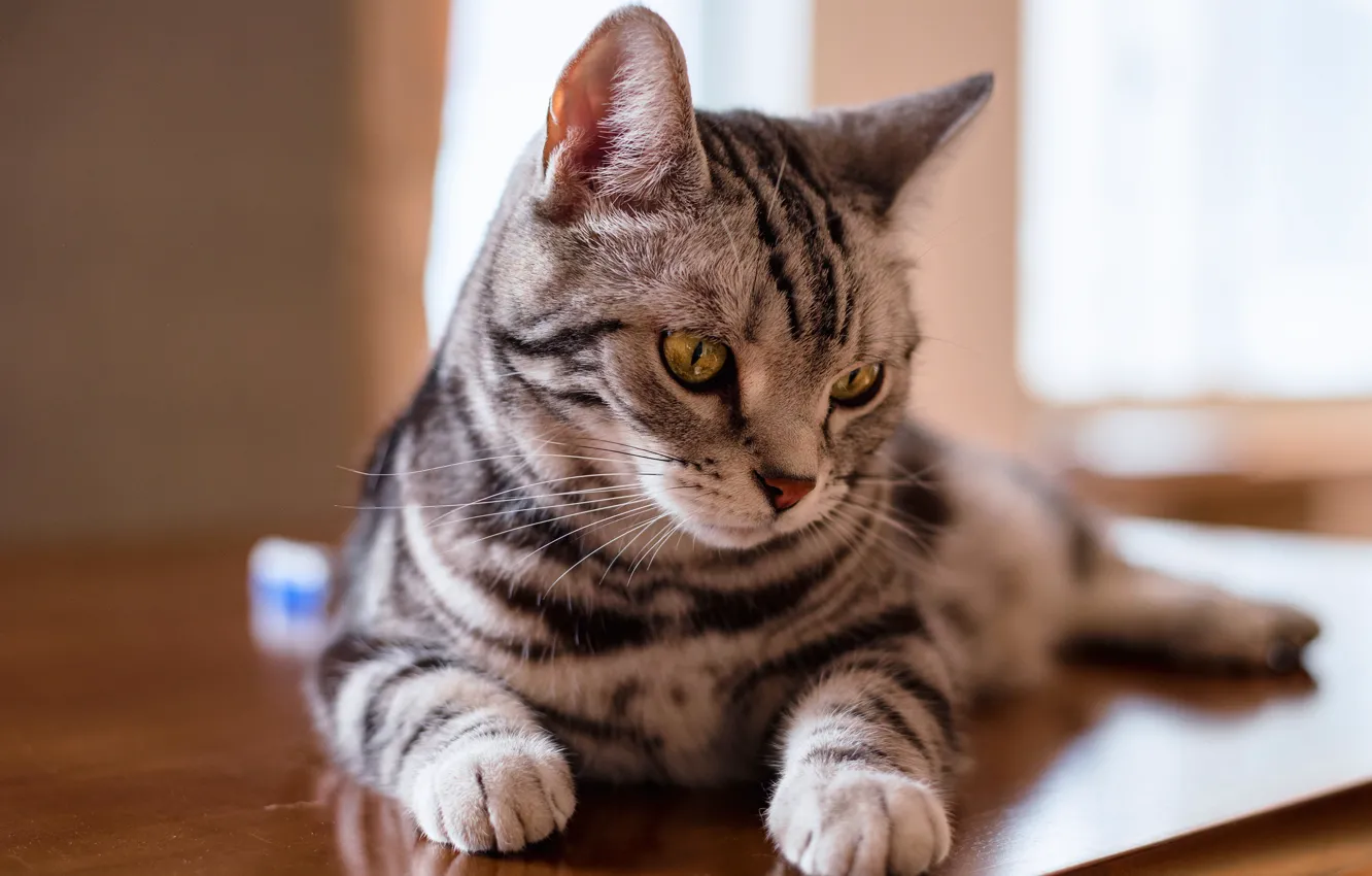 Фото обои кошка, глаза, кот, взгляд, морда, свет, стол, серый