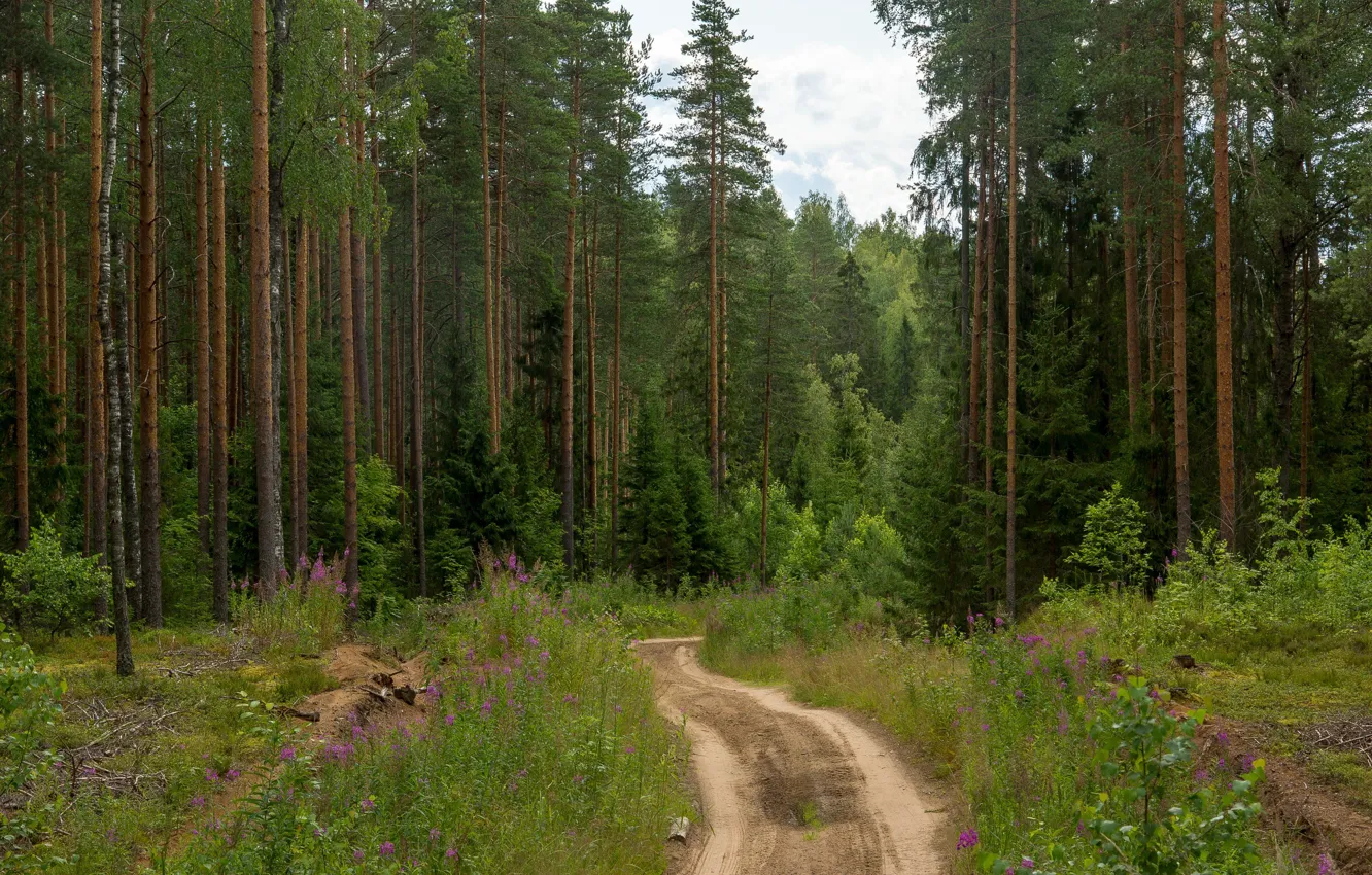 Фото обои дорога, лес, дето