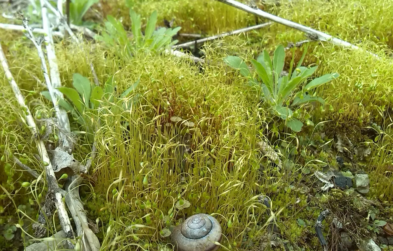 Фото обои макро, мох, растения, ракушка